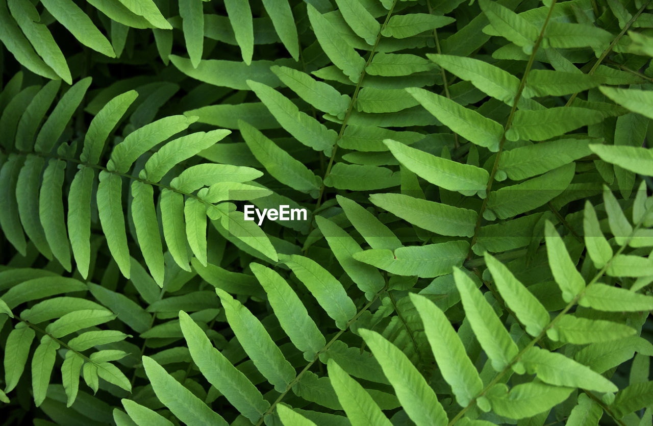 Full frame shot of fern fronds