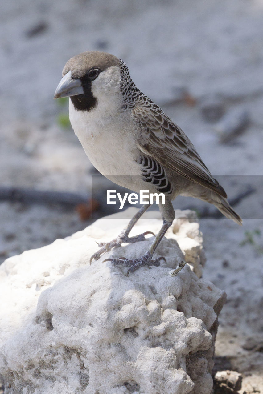 BIRD PERCHING ON ROCK