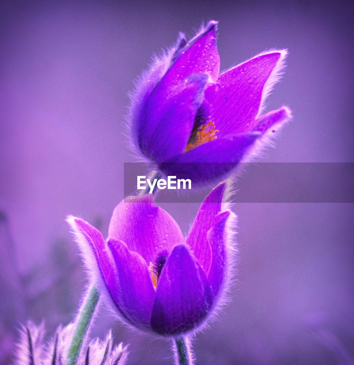 Close-up of purple flower