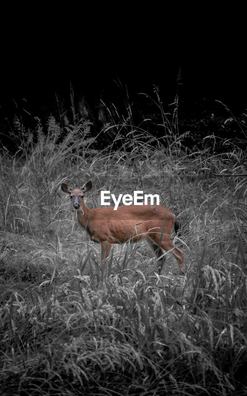 VIEW OF DEER IN FIELD