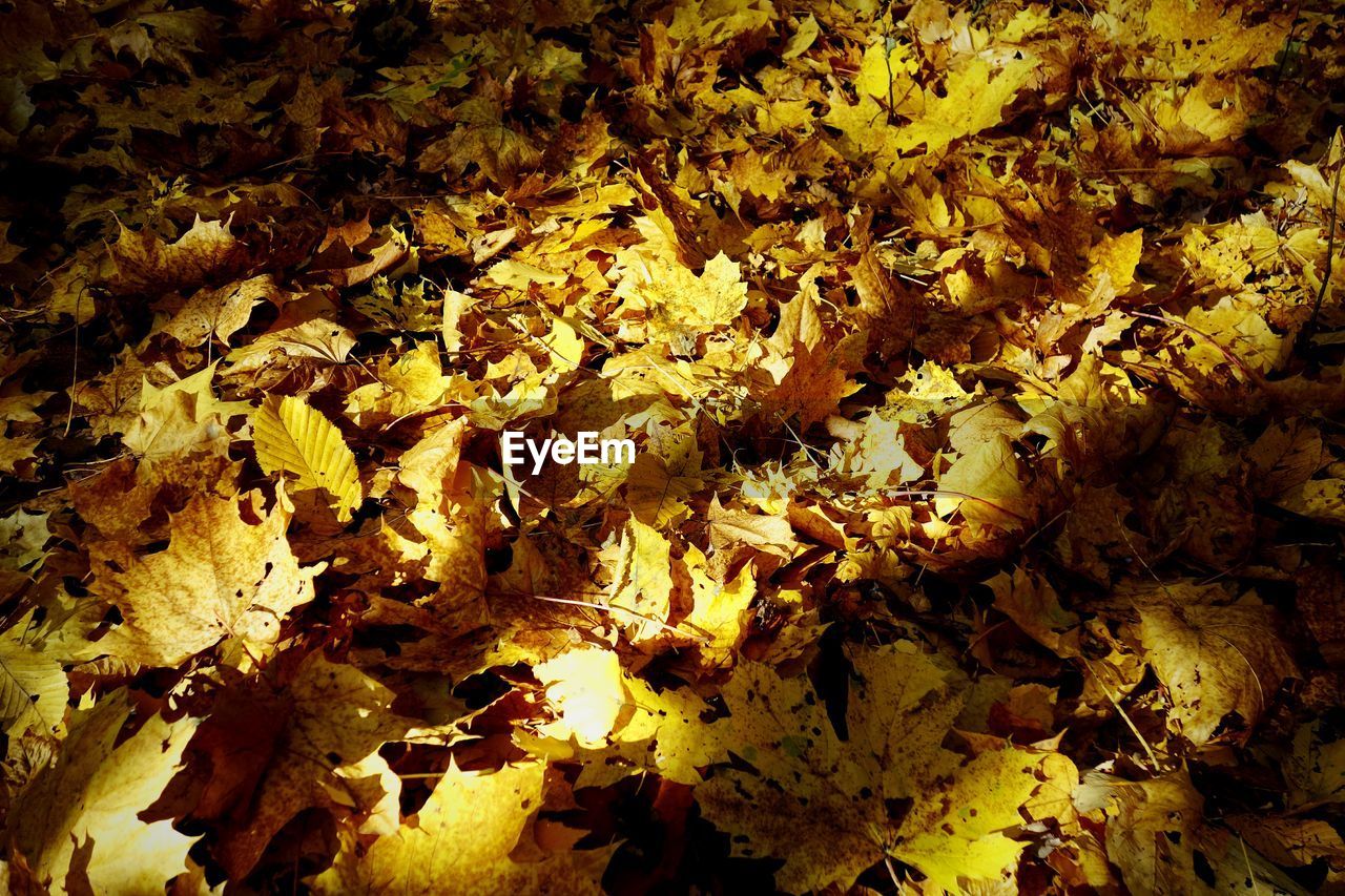 Full frame shot of yellow autumn leaves
