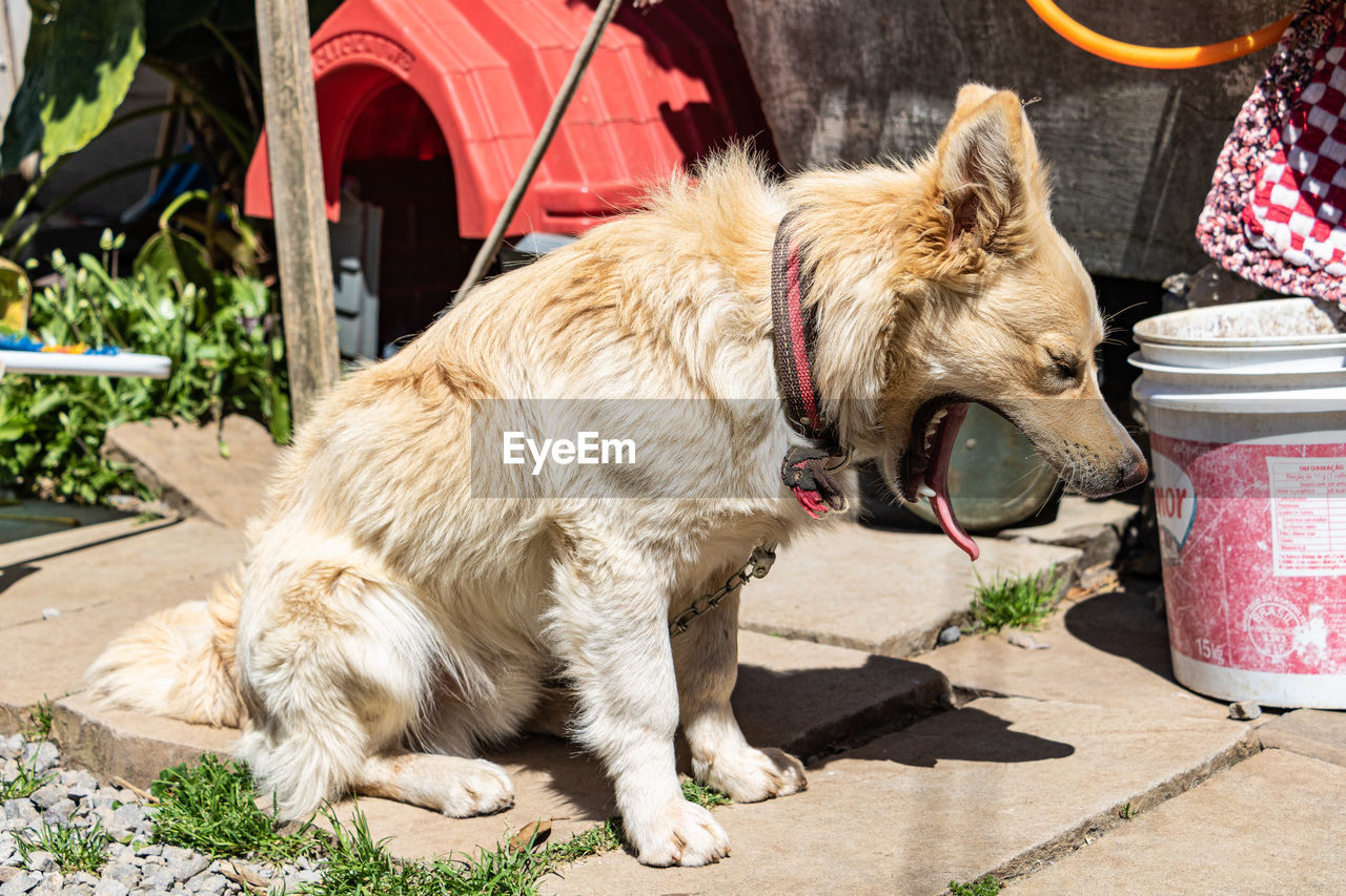 close-up of dog standing by plants