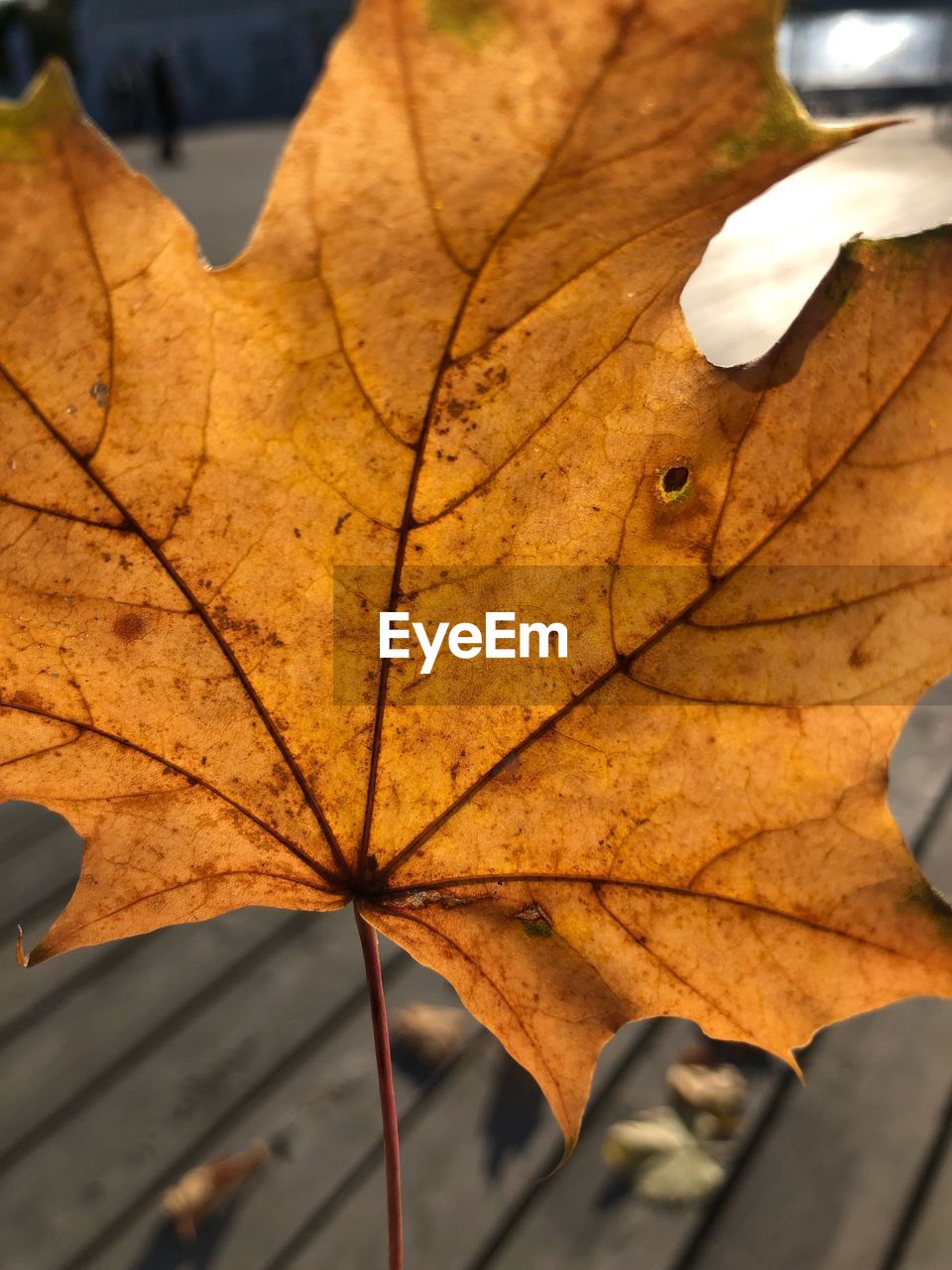 Close-up of dry maple leaf on leaves