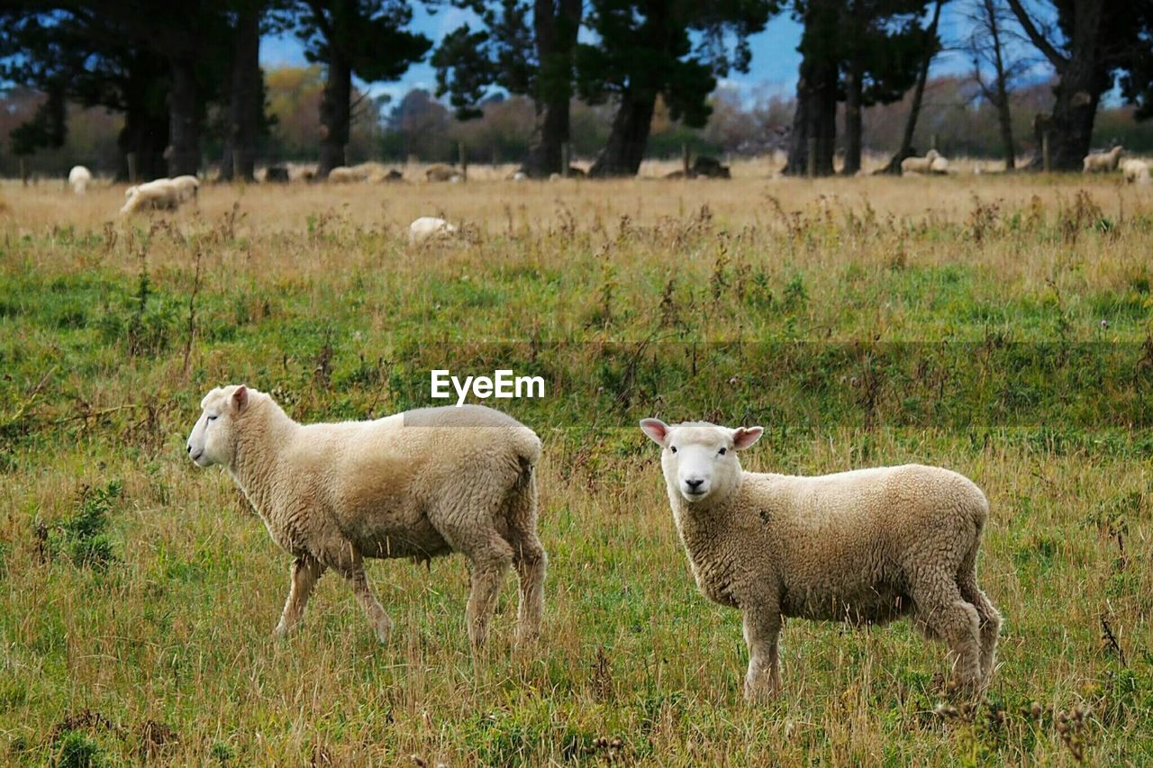 Close up image of two sheep on a field