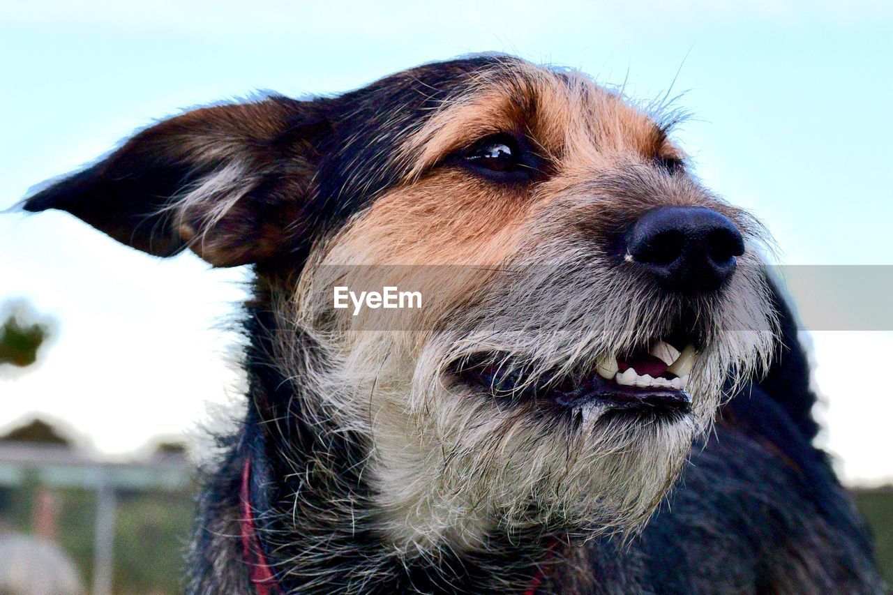 CLOSE-UP OF DOG LOOKING AWAY OUTDOORS