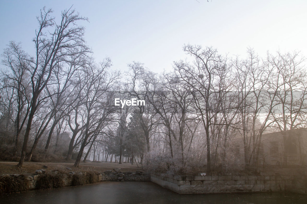 BARE TREES ALONG PLANTS DURING WINTER