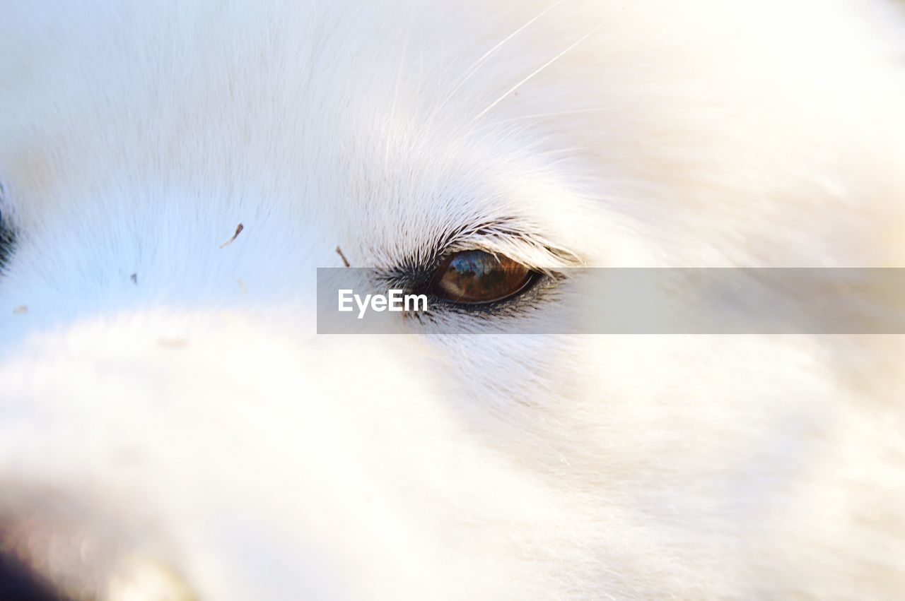 Close-up portrait of a dog
