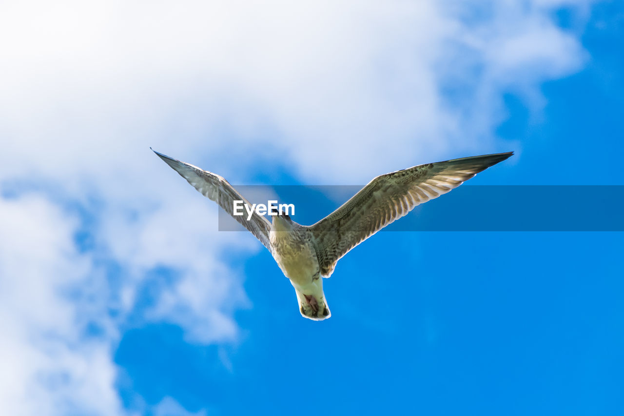 flying, bird, animal, animal themes, animal wildlife, wildlife, one animal, cloud, sky, spread wings, animal body part, blue, mid-air, nature, seabird, wing, no people, gull, animal wing, outdoors, motion, low angle view, bird of prey, day, full length
