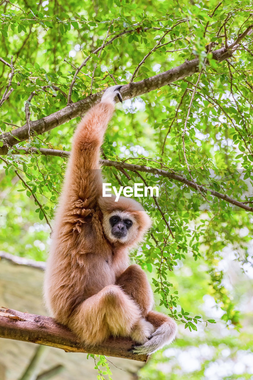 LOW ANGLE VIEW OF MONKEY SITTING ON BRANCH