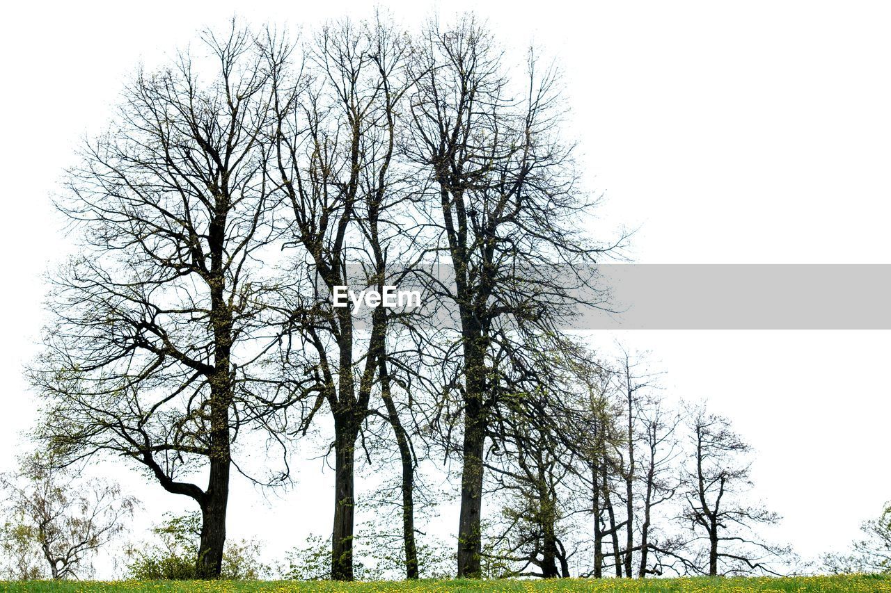 LOW ANGLE VIEW OF BARE TREES AGAINST SKY