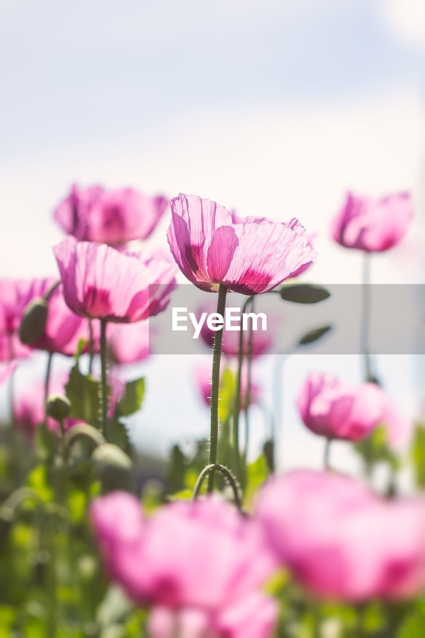 Close-up of pink flowering plant