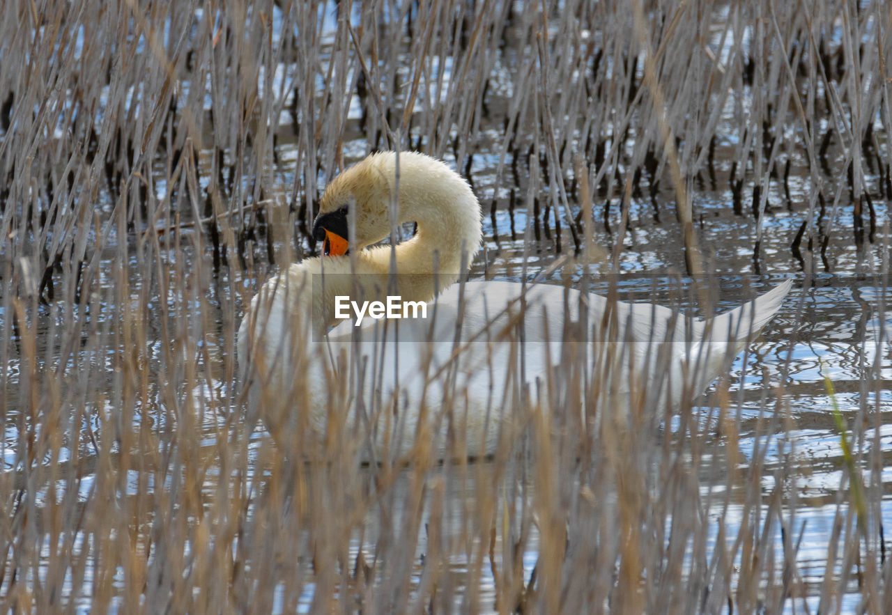 SWAN IN LAKE