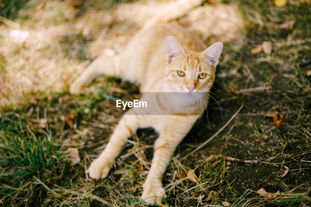 PORTRAIT OF KITTEN IN THE FIELD