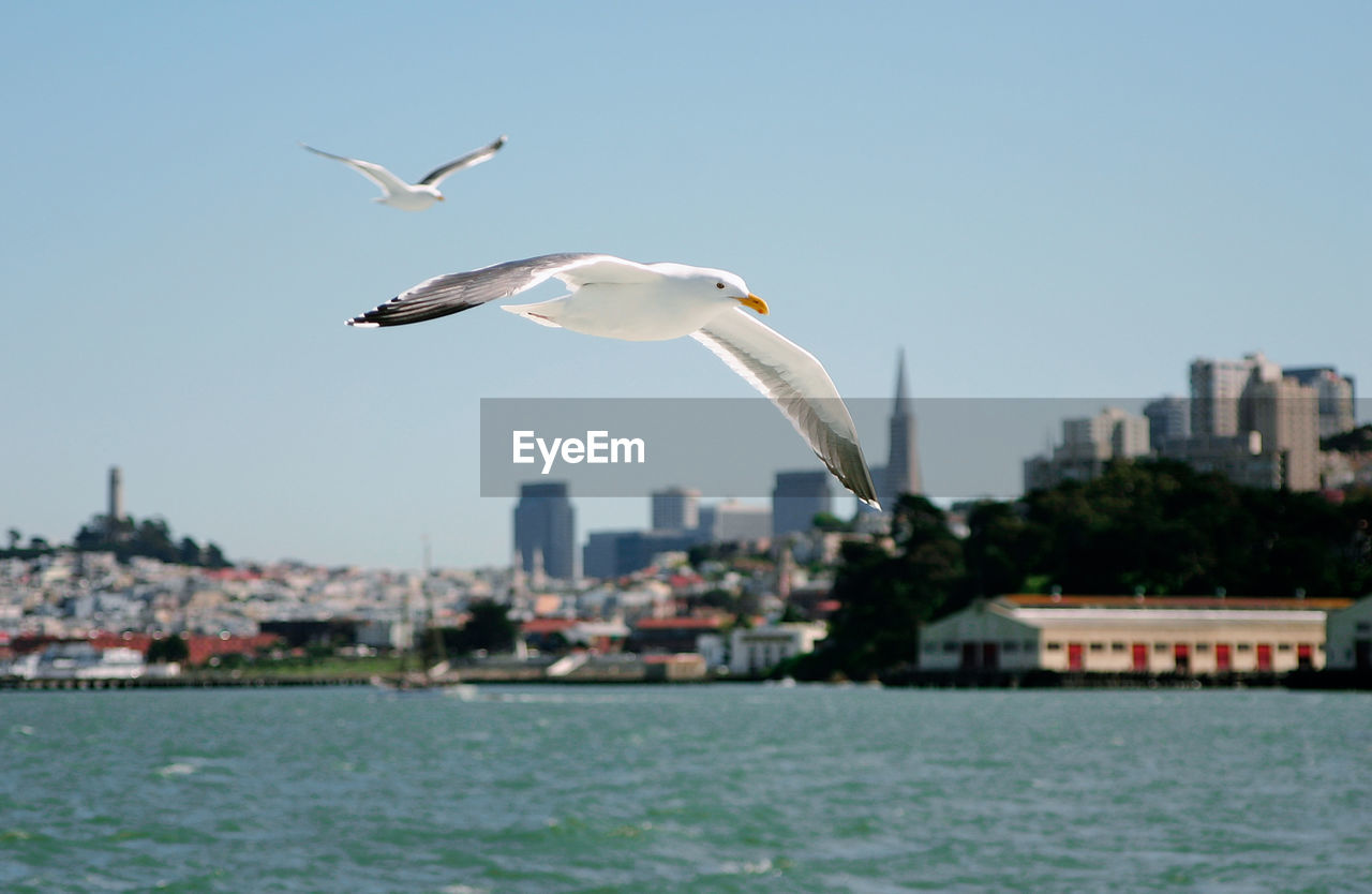 Seagulls flying over sea by city against clear sky