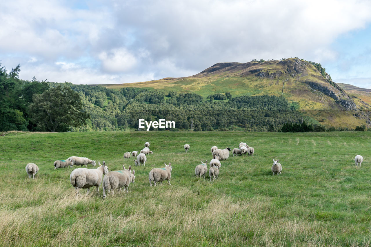 Flock of sheep on grassy field against sky