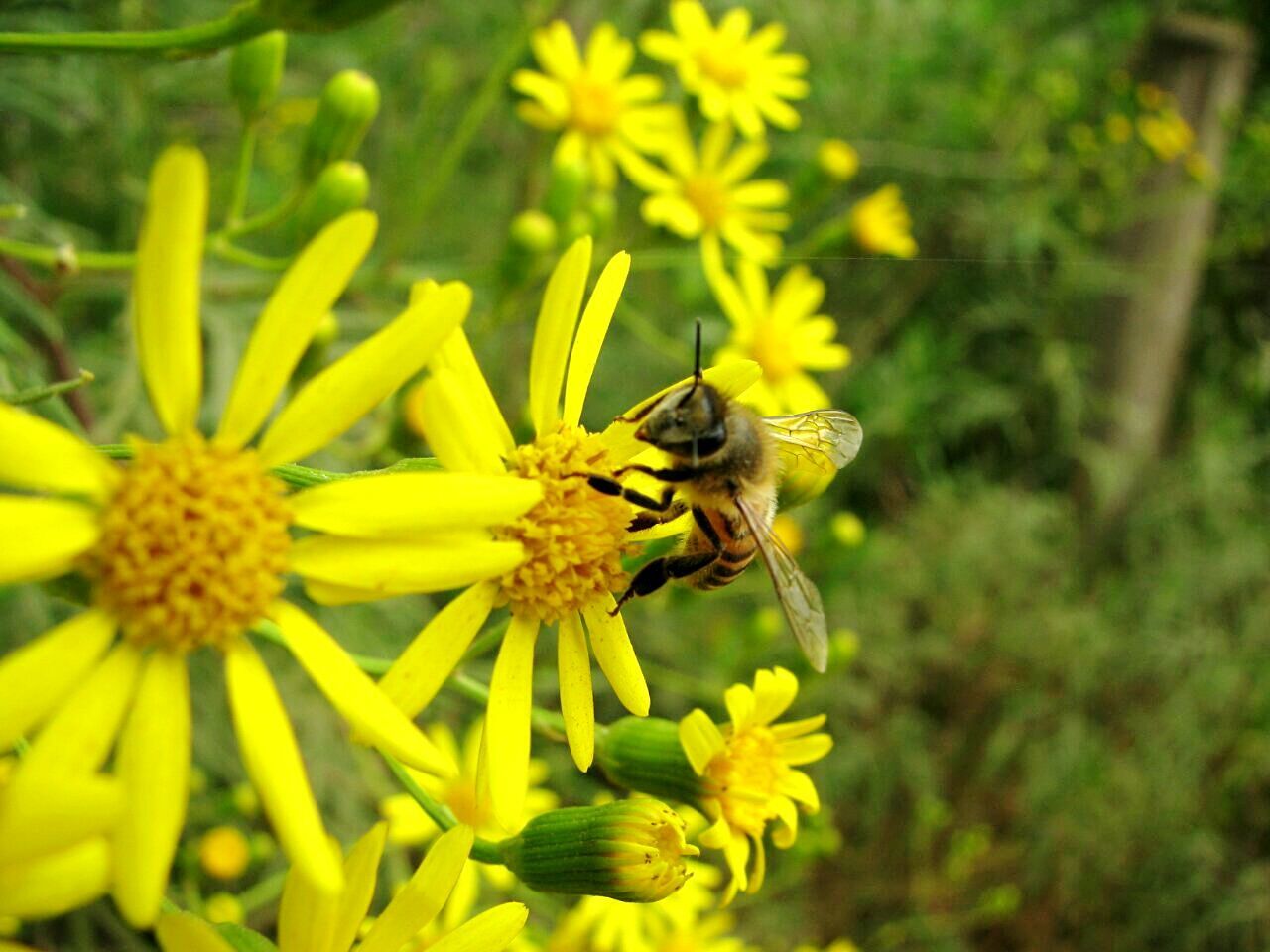 Close-up of bee pollinating yellow flower