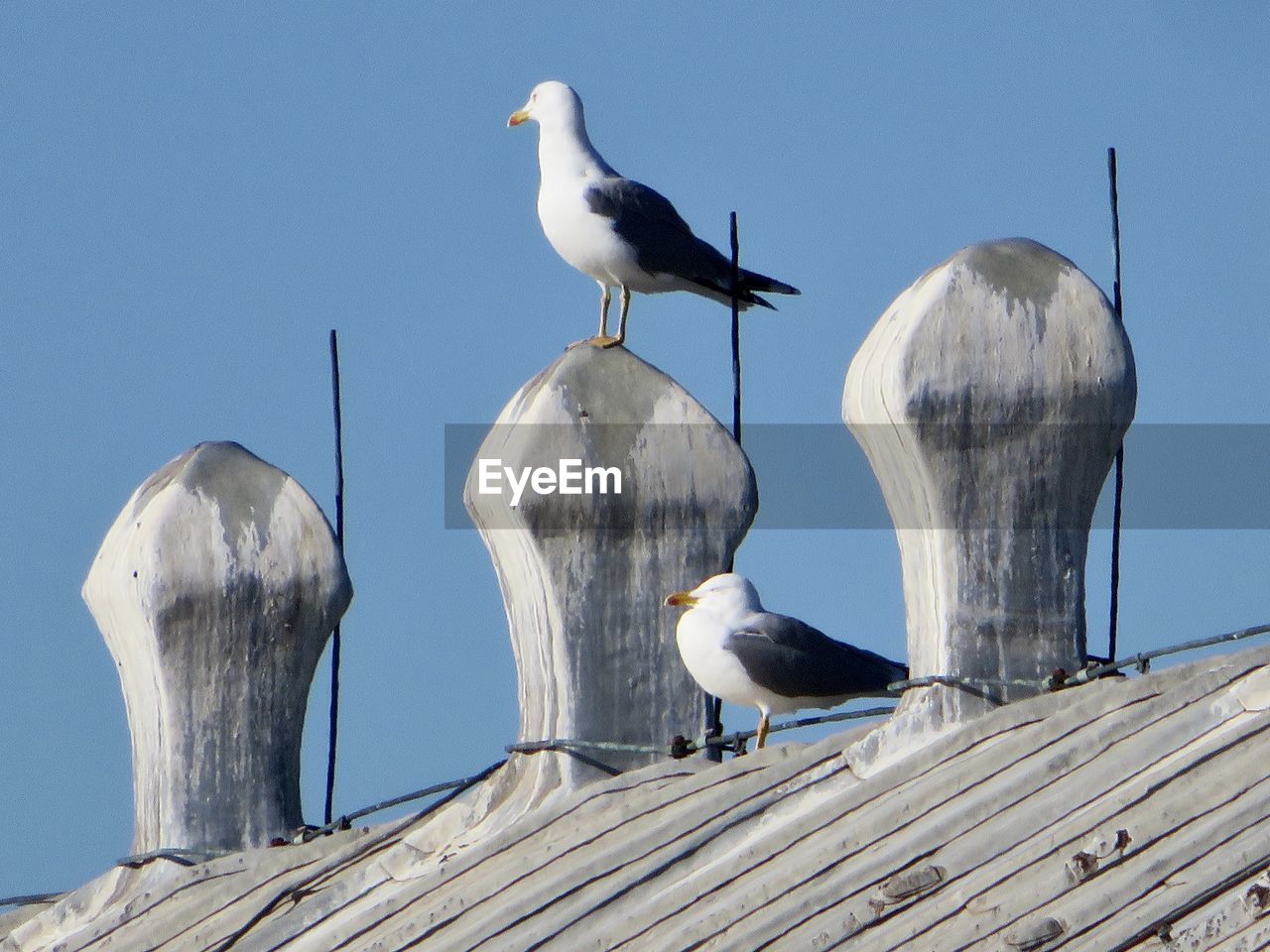 bird, animal wildlife, animal themes, wildlife, animal, wood, seabird, blue, perching, seagull, group of animals, nature, gull, no people, day, sky, european herring gull, clear sky, outdoors, architecture, sunny, roof