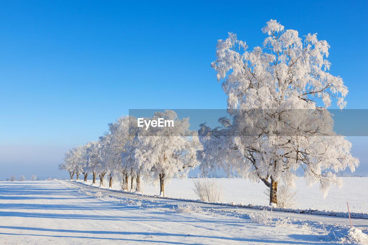 Trees on snow covered landscape against blue sky