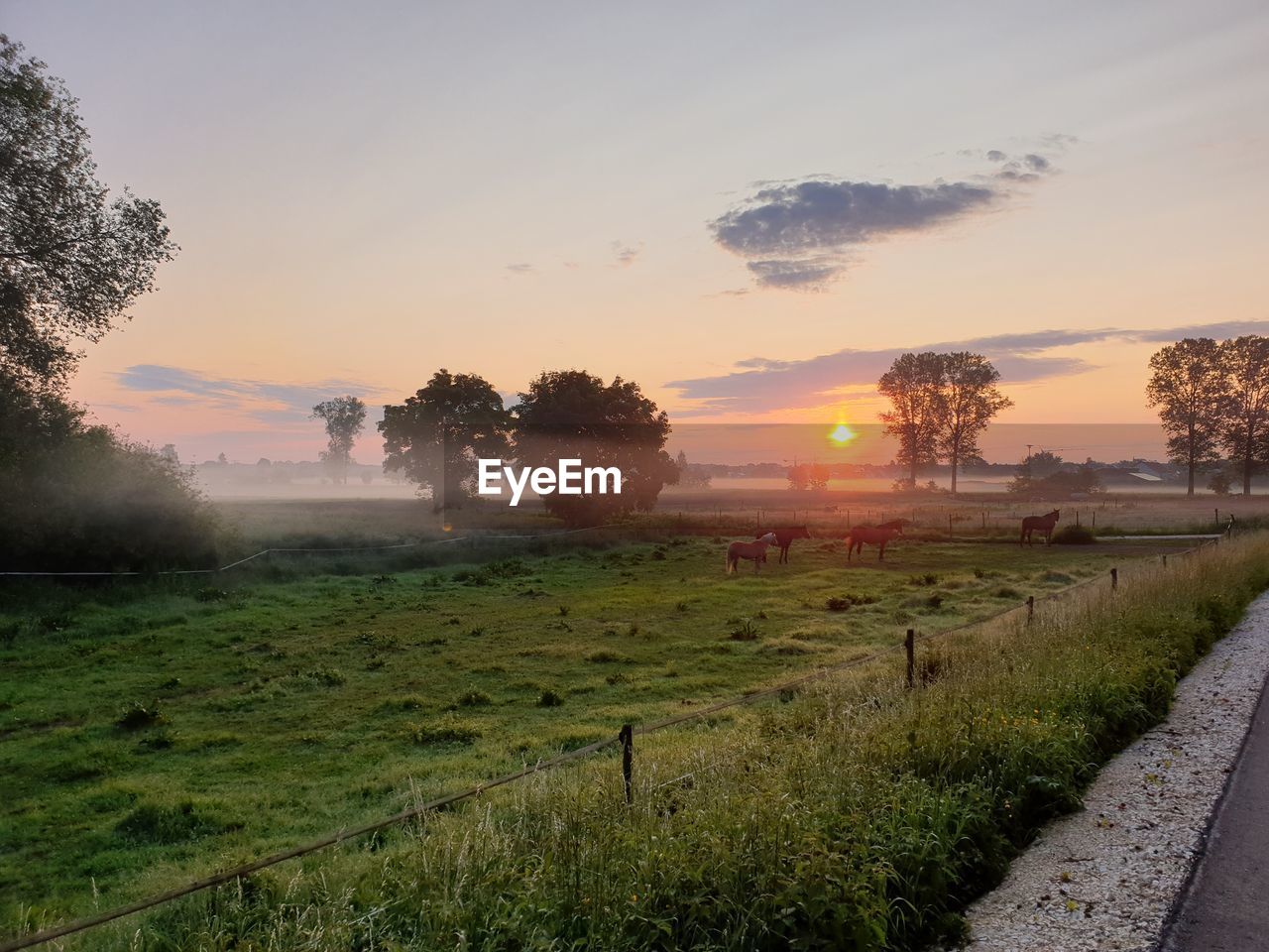 Scenic view of field against sky during sunset