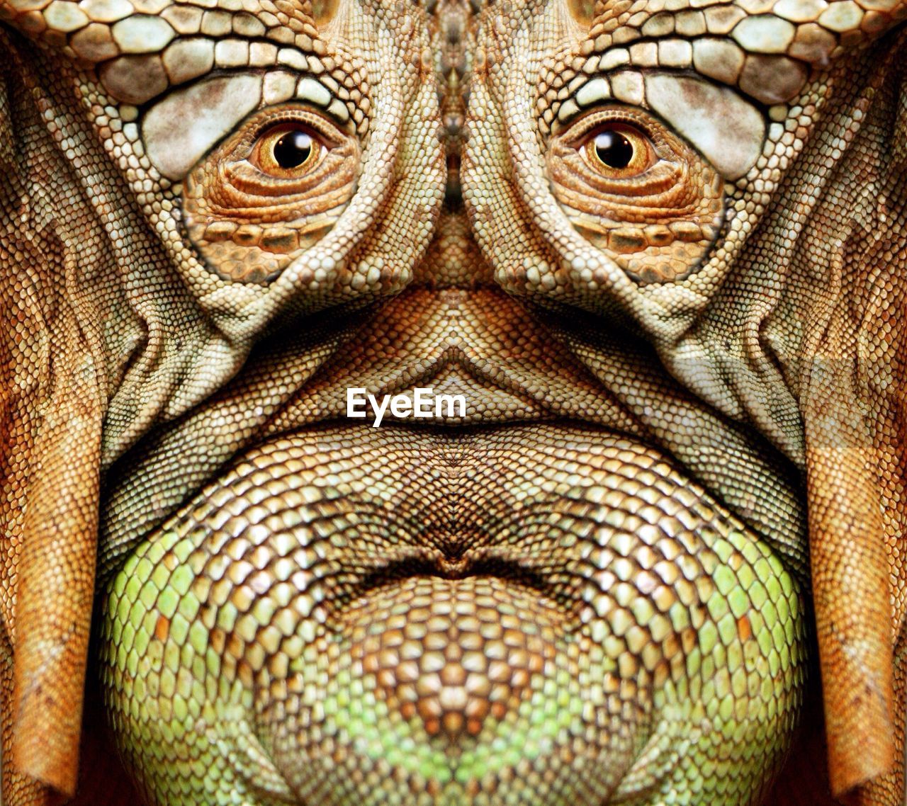 Digital composite image of lizard