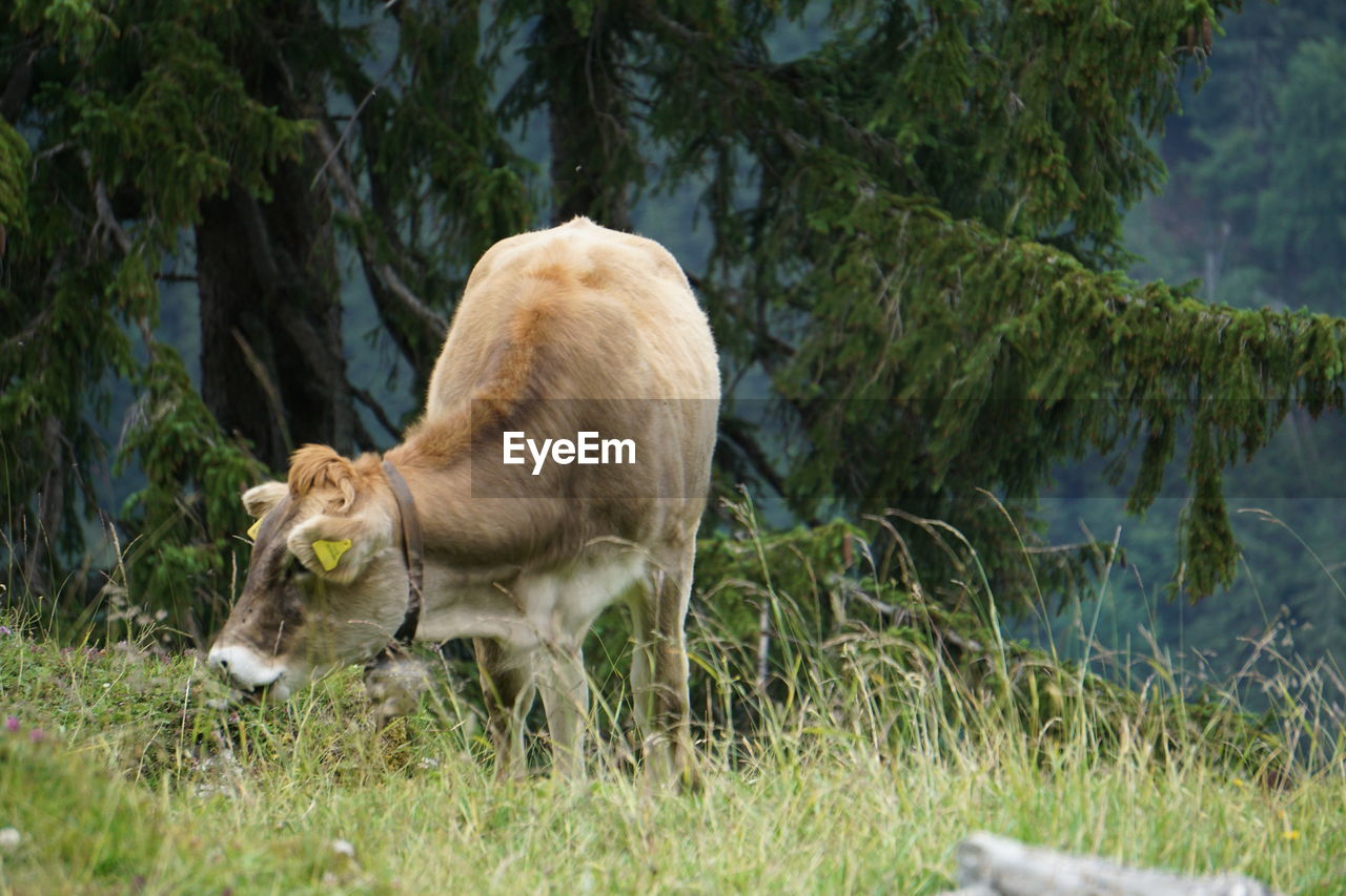 VIEW OF A SHEEP ON GRASS