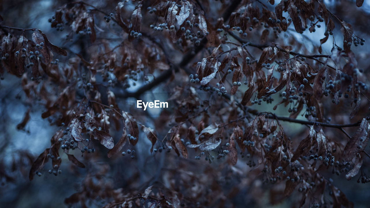 Close-up of berries on tree during winter