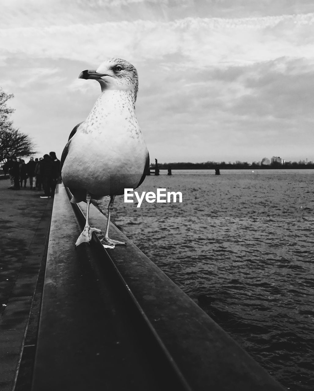 SEAGULLS PERCHING ON SHORE AGAINST SKY