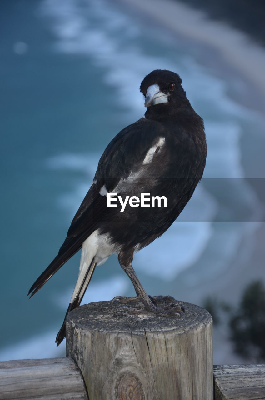 CLOSE-UP OF BIRD PERCHING ON ROCK