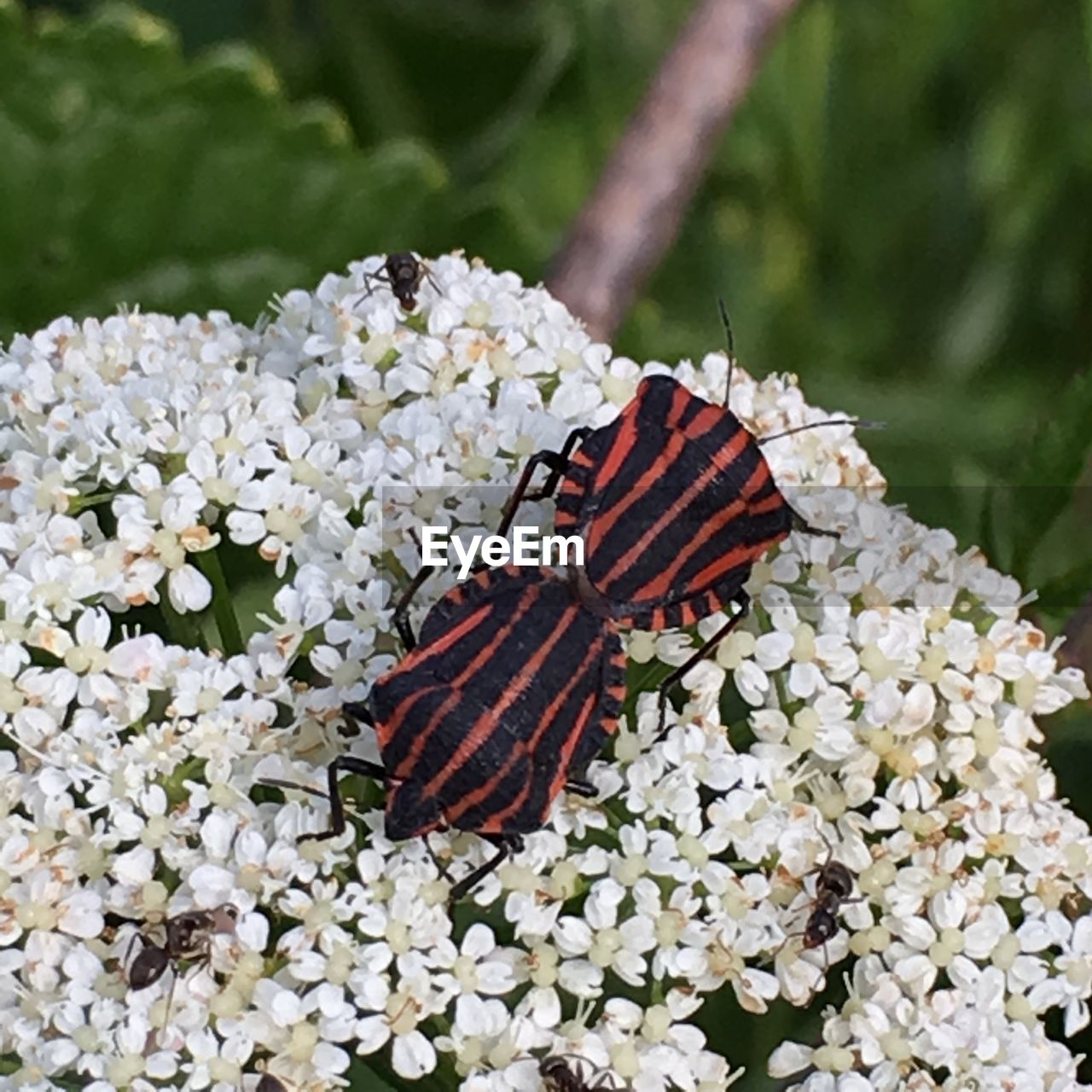 CLOSE-UP OF BUTTERFLY POLLINATING ON PLANT