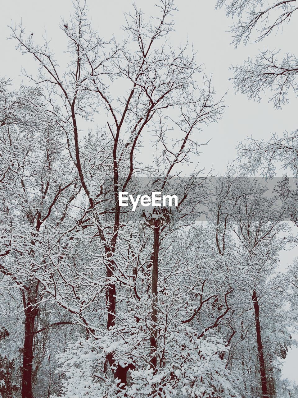 LOW ANGLE VIEW OF BARE TREE IN WINTER