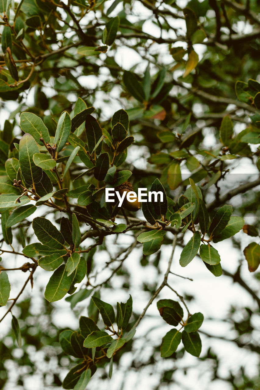 plant, branch, leaf, tree, plant part, green, flower, nature, growth, blossom, produce, food, food and drink, no people, fruit, healthy eating, beauty in nature, outdoors, shrub, sunlight, day, evergreen, low angle view, focus on foreground, close-up, freshness, fruit tree, environment, twig