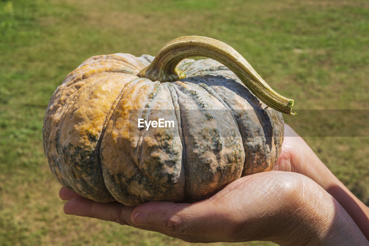 Pumpkin laying on hand is background grass.
