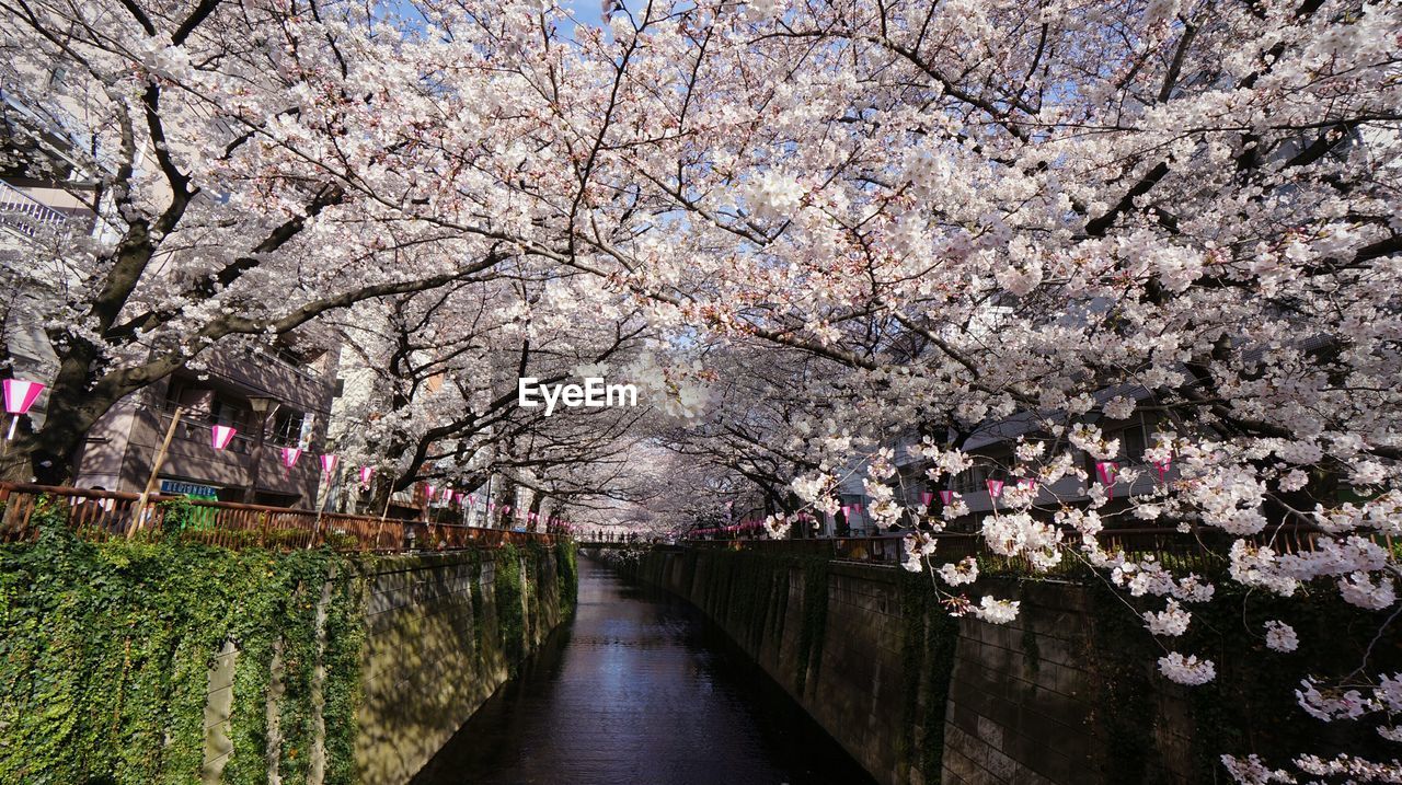 Cherry blossom trees over river