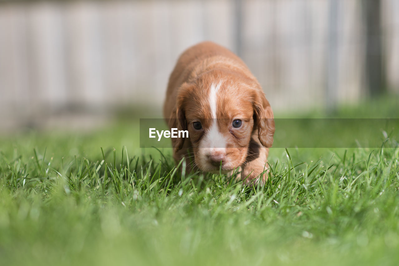 Brown puppy on grass