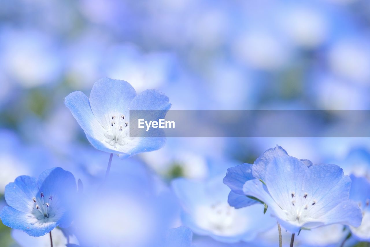 Close-up of white flowering plant against blue sky