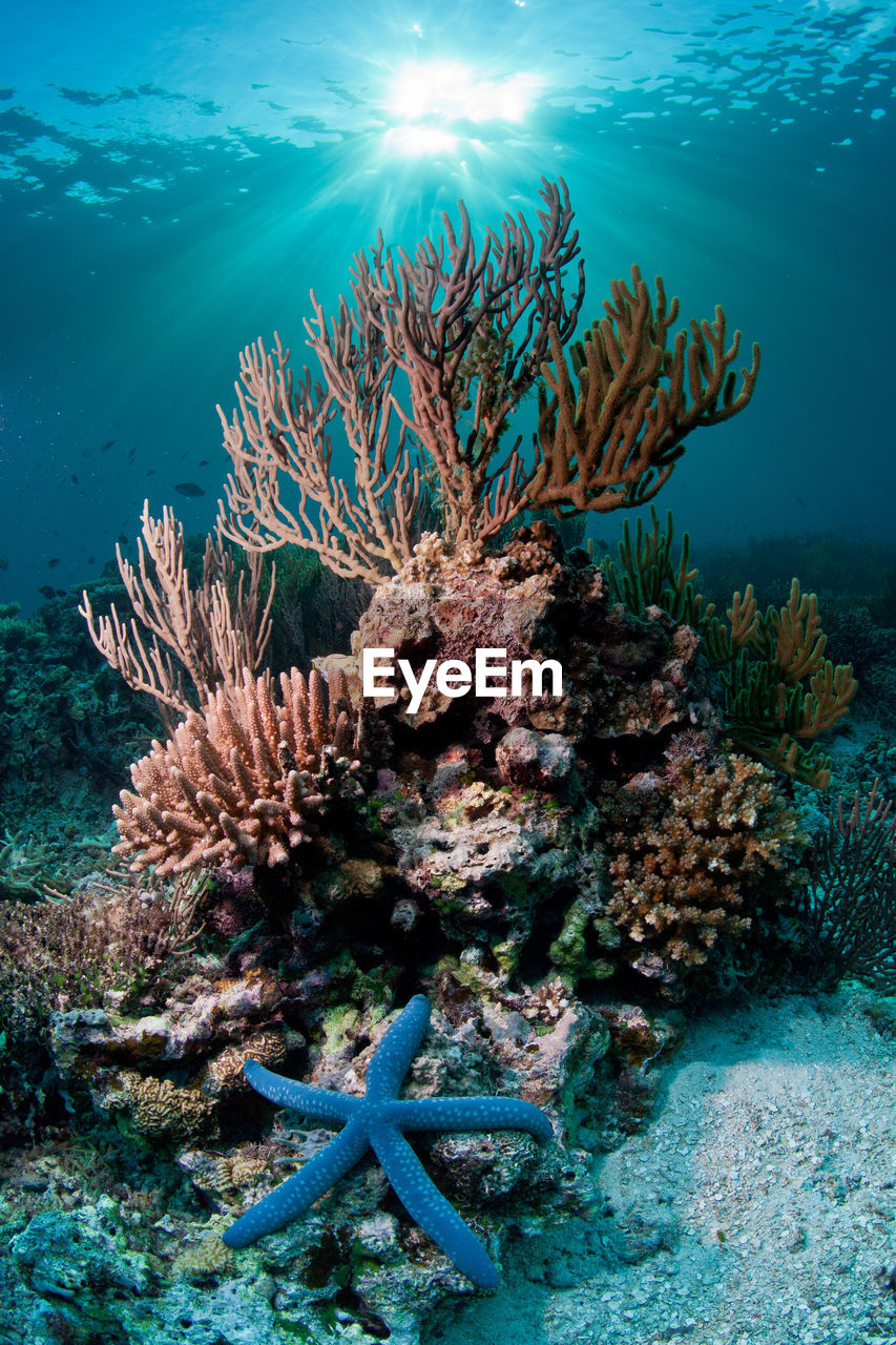 Starfish next to corals underwater