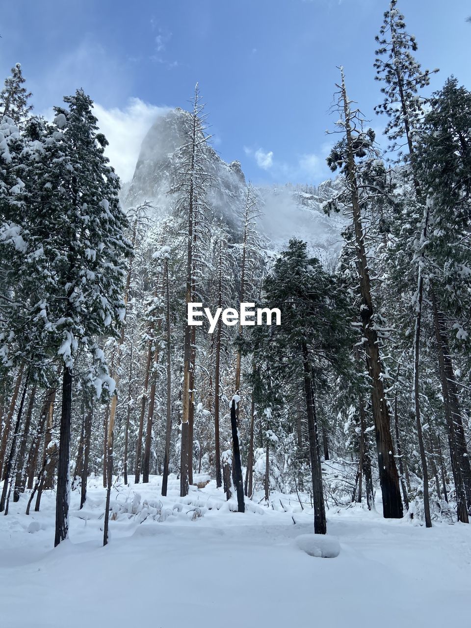 Trees on snow covered land against sky