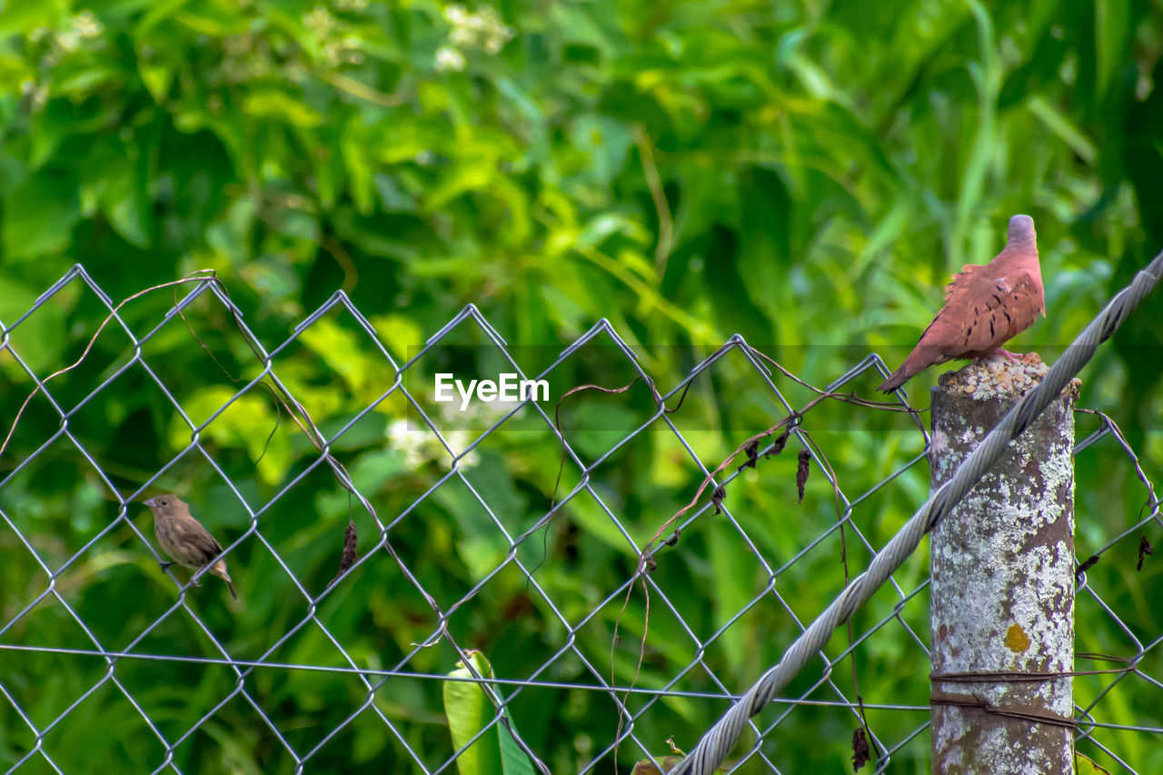 BIRDS PERCHING ON FENCE