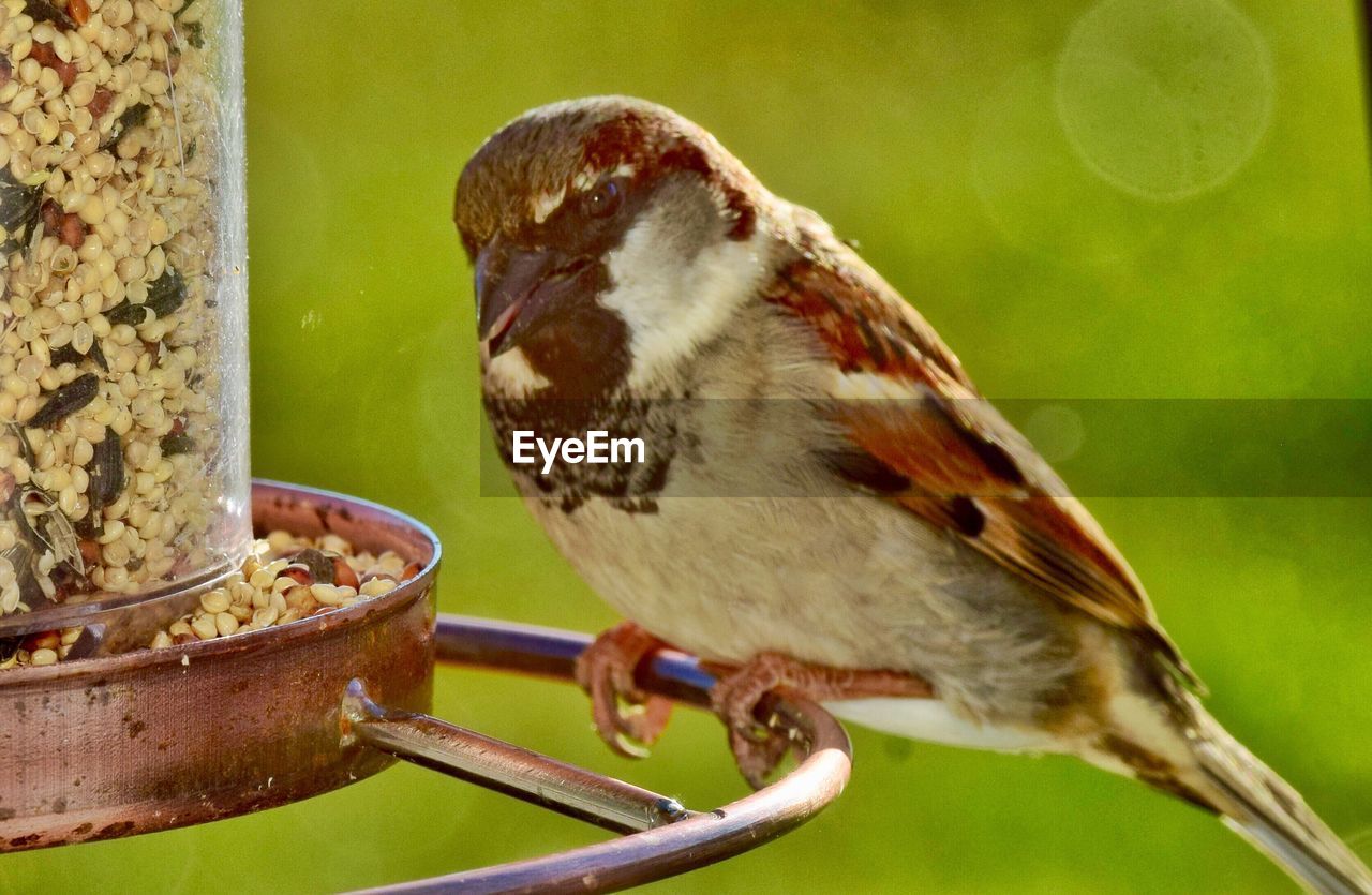 Close-up of bird perching outdoors