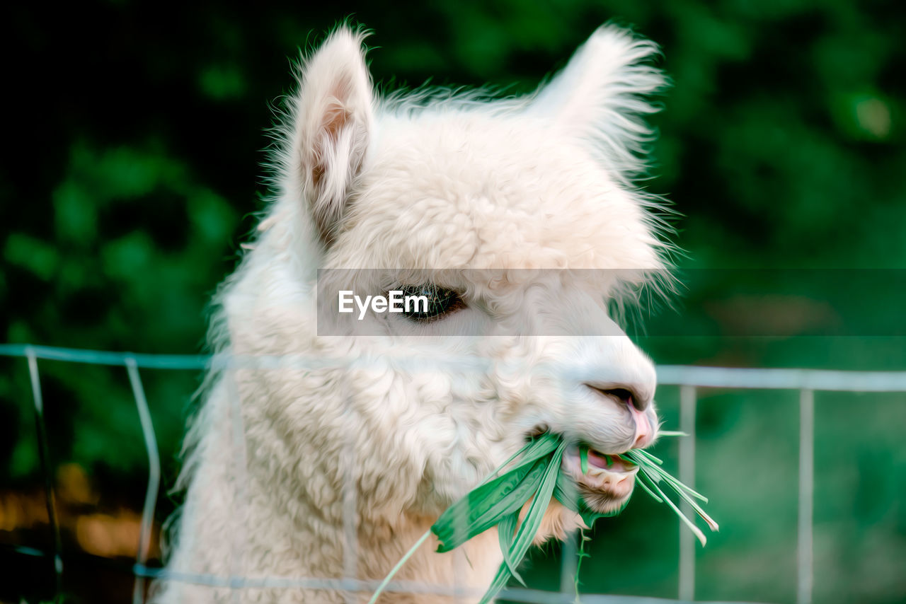 CLOSE-UP OF WHITE HORSE