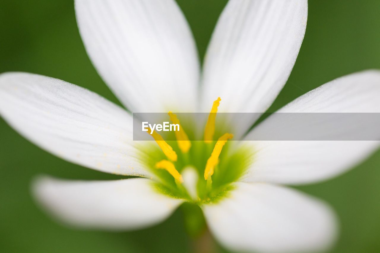 CLOSE-UP OF WHITE FLOWERS