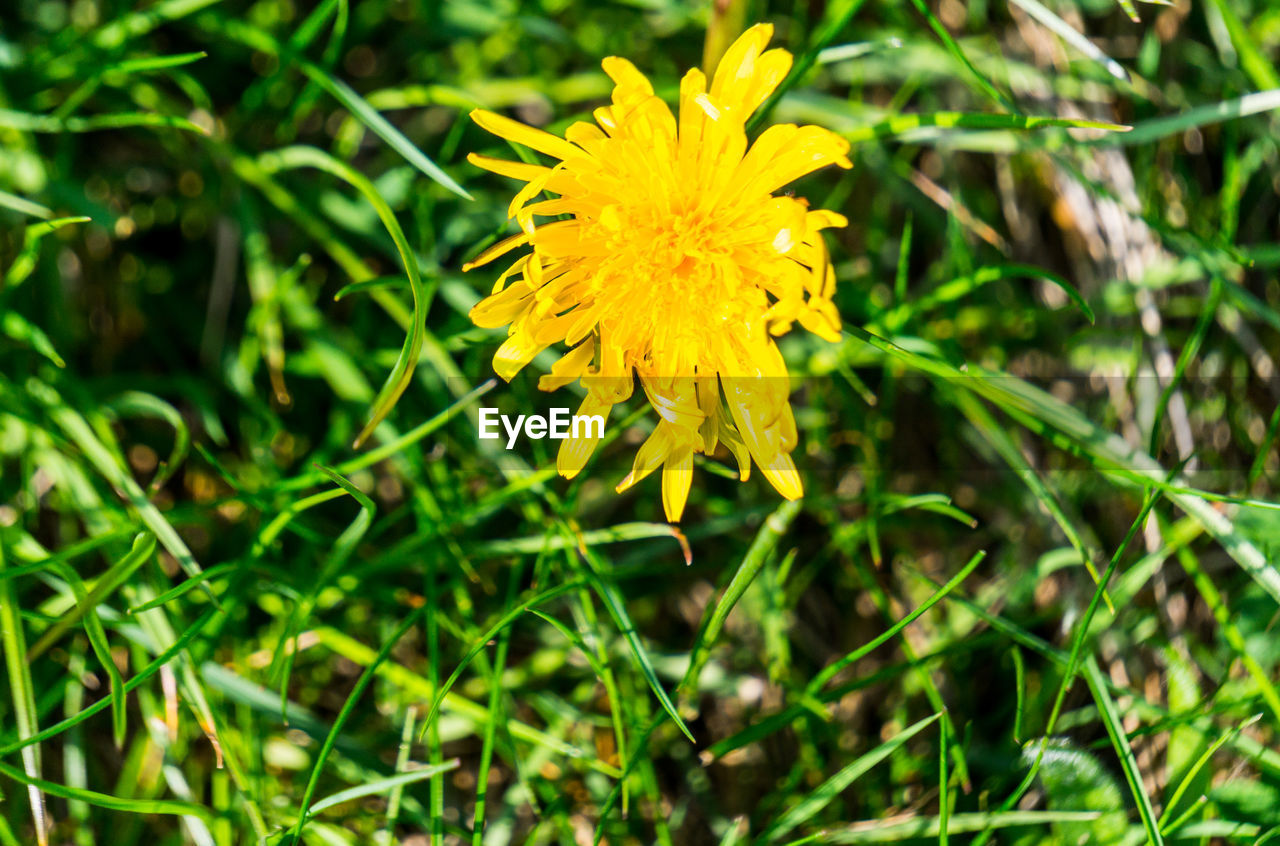 CLOSE-UP OF YELLOW FLOWER ON FIELD