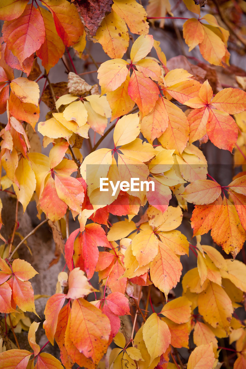 CLOSE-UP OF LEAVES DURING AUTUMN