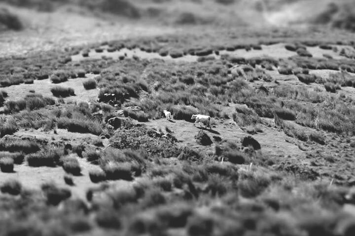 SURFACE LEVEL OF STONES ON FIELD