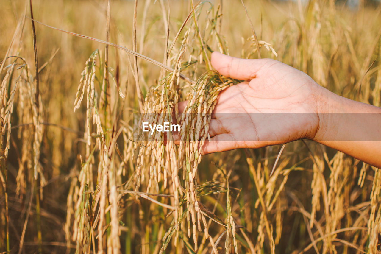 Cropped hand of person holding cereal plants on field