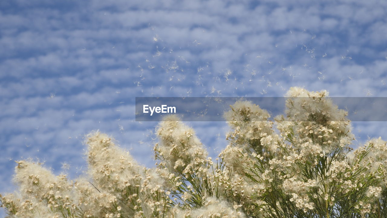 Low angle view of flowering plants against sky