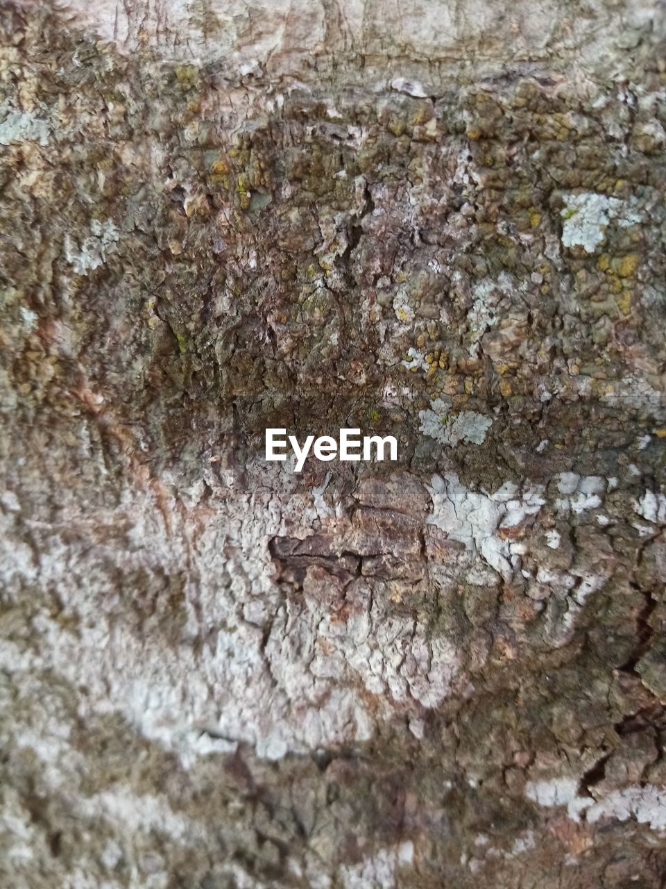 FULL FRAME SHOT OF TREE BARK