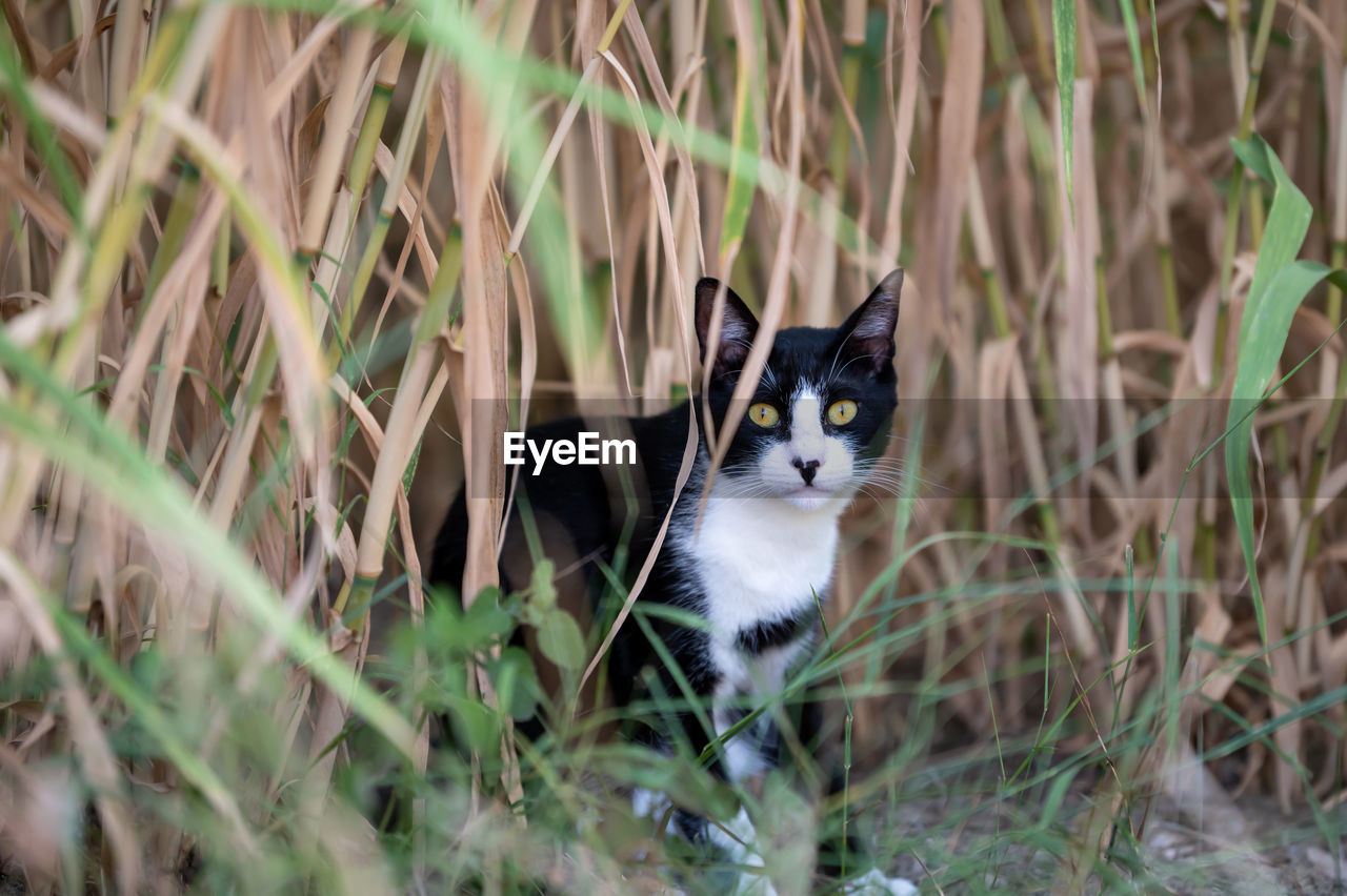 animal themes, animal, cat, one animal, mammal, pet, grass, domestic animals, domestic cat, feline, plant, whiskers, portrait, looking at camera, no people, nature, land, felidae, small to medium-sized cats, green, selective focus, alertness, black, flower, outdoors