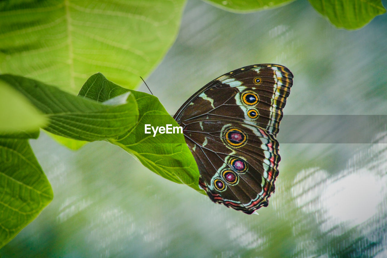 CLOSE-UP OF BUTTERFLY ON PLANT