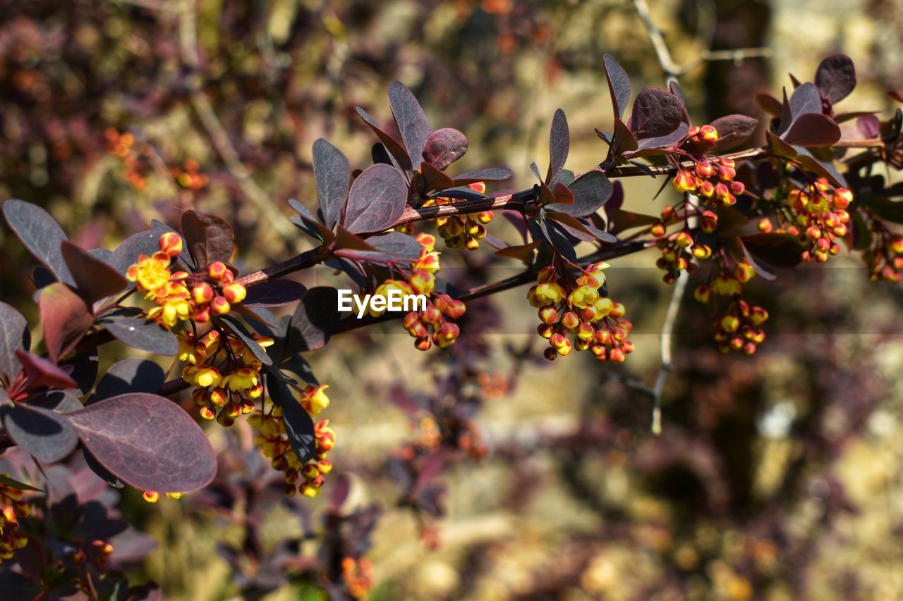 CLOSE-UP OF FLOWERING PLANT AGAINST TREE